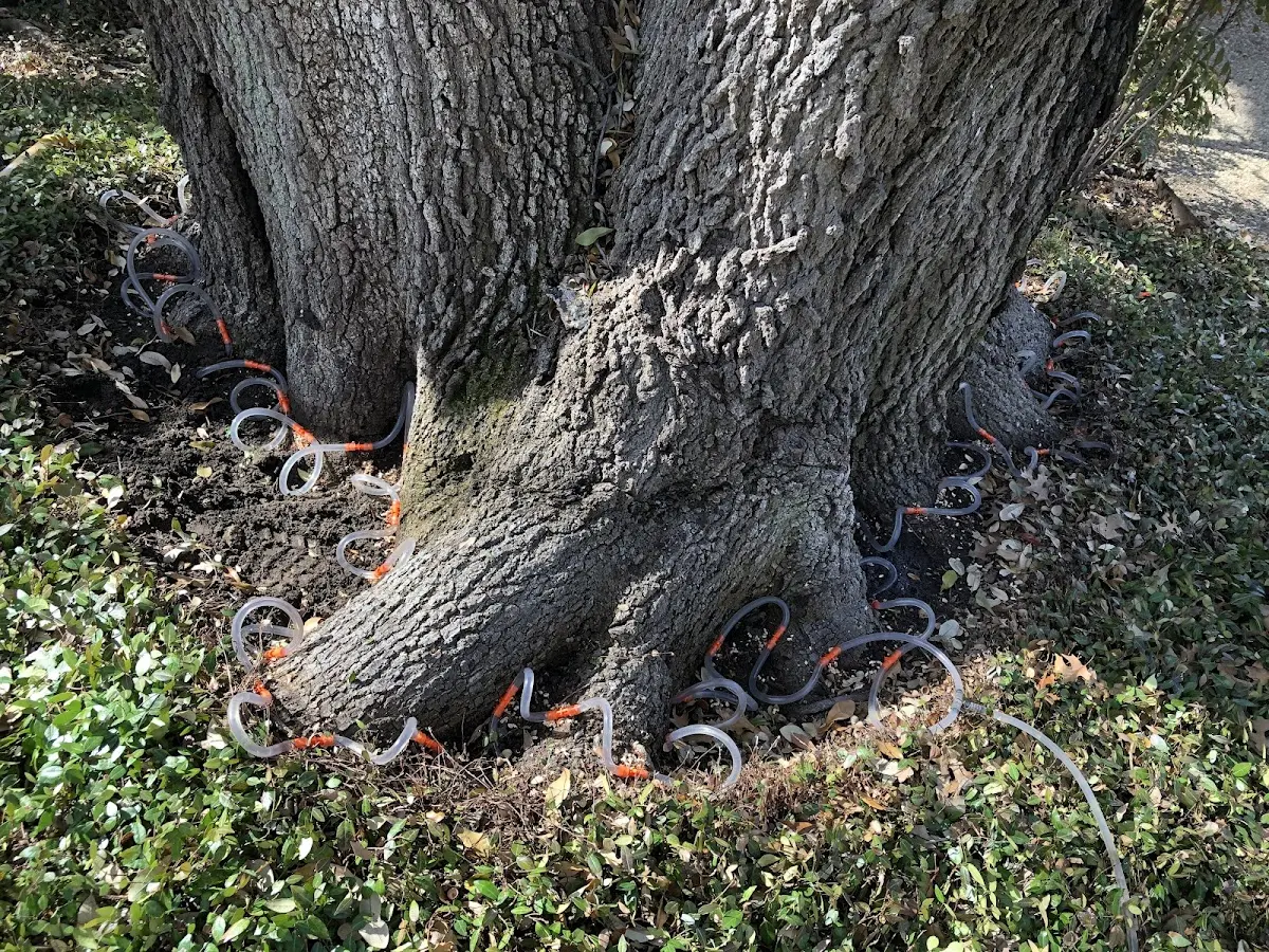 Detailed Tree Cabling and Bracing job site in Wilmerding